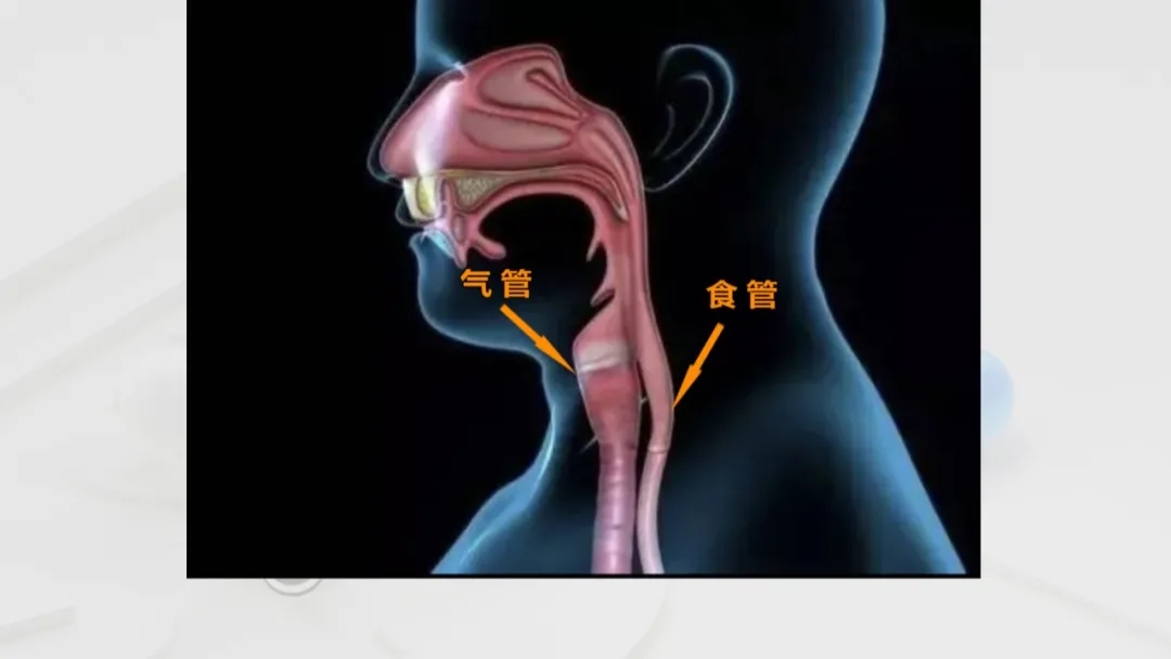 食管与气管的位置关系图片
