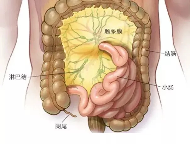 胃的淋巴结分组图片